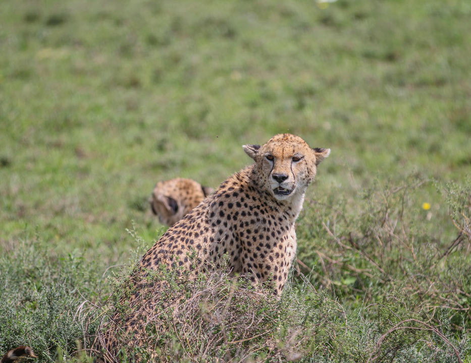 animaux sauvages reserve africaine