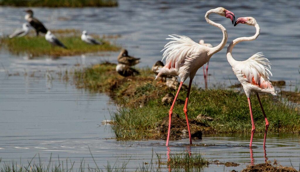pink flamingos lake aude
