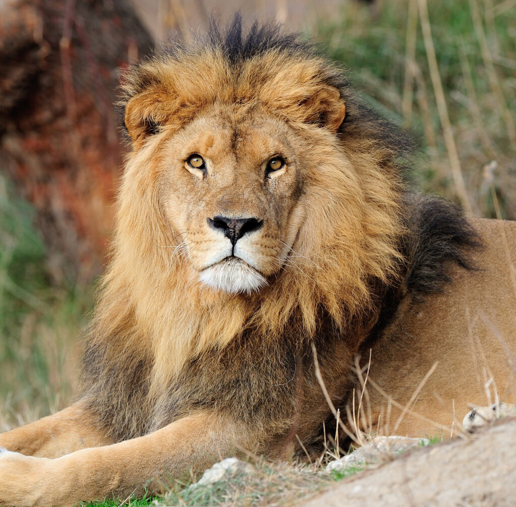 Lion de La Réserve Africaine de Sigean