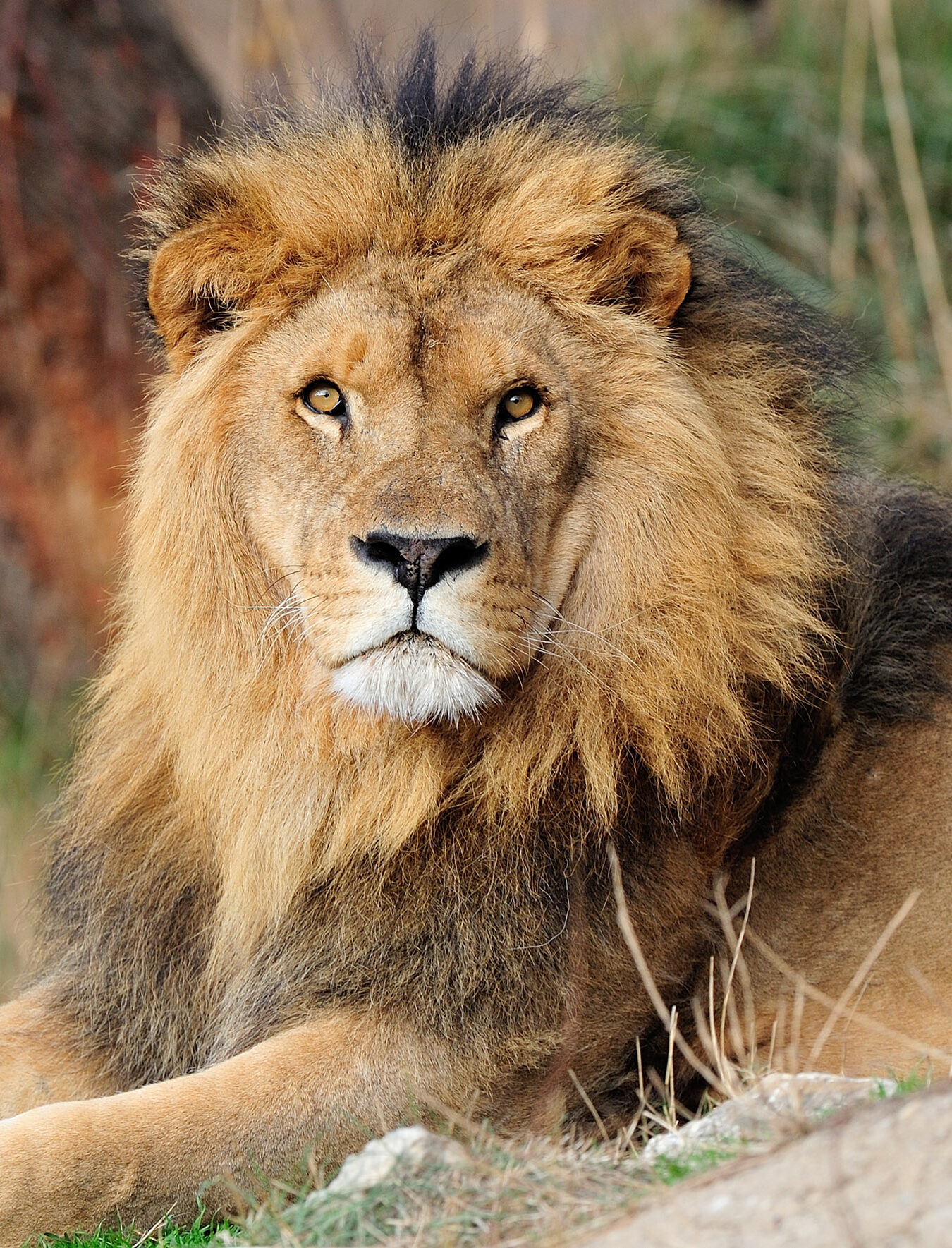 Lion de La Réserve Africaine